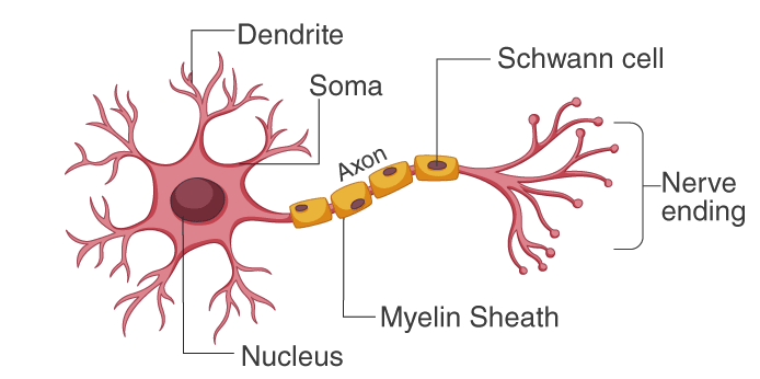 structure-of-neuron